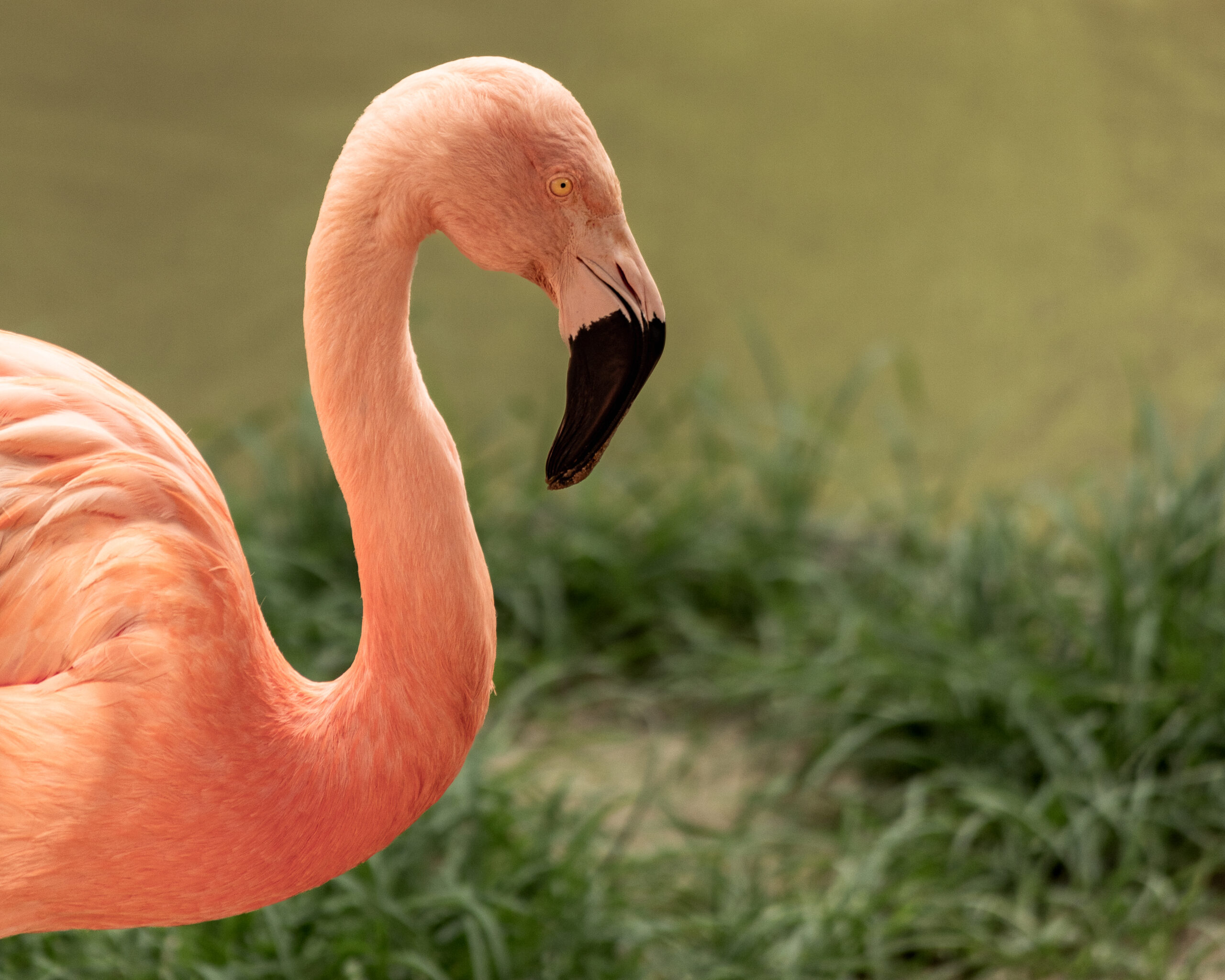 Father’s Day at Caldwell Zoo